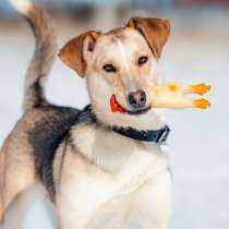 Солнечная и позитивная 9 мес собака Герда ищет семью!, в Москве