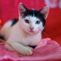 Лунтик, чудо-котенок, которому совсем не место в приюте, в Москве