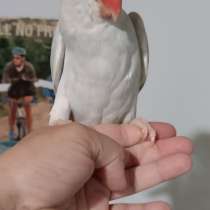 Ожереловый попугай ручной птенец выкормыш 5мес, в Москве