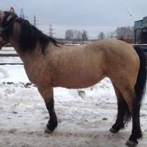 Продам лошадь Эстонский клеппер, в Балашихе