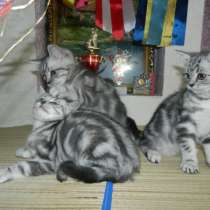 Шикарные британские котята, в Ульяновске