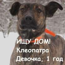 Клеопатра - девочка 1 год, в дар, в Москве