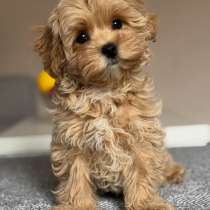 Мальтипу, в Москве