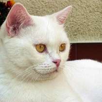 Котенок с необычным хвостиком белый комо, в Анапе