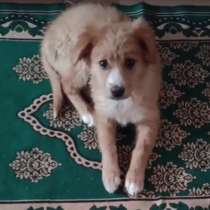 Золотая девочкв Злата ищет дом, в Москве