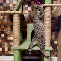 Саванна ф2 крупная девочка, в Москве