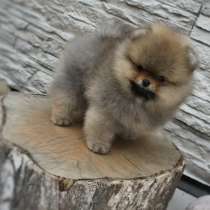 Шпиц, в Ростове-на-Дону