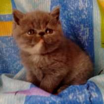 Экзотические котята, в г.Минск