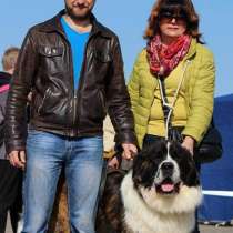 Щенки Московской Сторожевой, в г.Могилёв