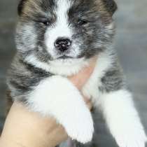 Male akita-inu, в г.Минск