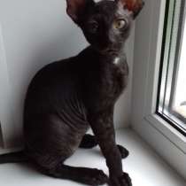 Корниш рекс котята продажа, в Москве