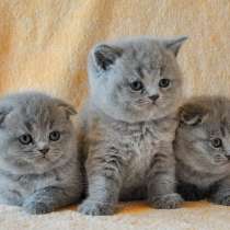 Шотландские котята- вислоухие кошечки !, в Москве