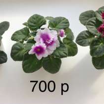 Фиалки в наличии, Анива, в Аниве