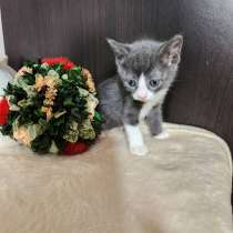 Котята В Австрии с документами, в г.Вена