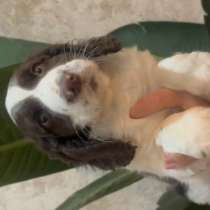 Щенок русского спаниеля, в Раменское