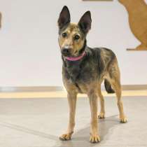 Овчарка Гайка ищет дом, в Москве