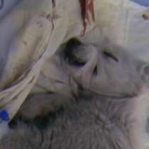 Собака, в Москве