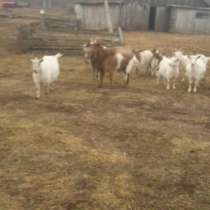 Продам коров коз и баранов вместе с фермой, в Москве