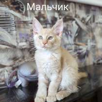 Котенок мейн-кун, в Тюмени