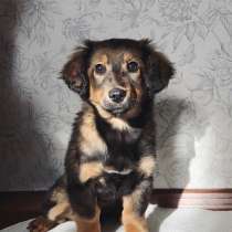 В добрые ручки, в Москве