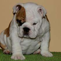 Девочка английский бульдог, в Москве