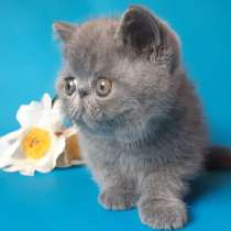 Голубой плюшевый экзотик, в Москве