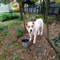 Алабай Рэм ищет дом!, в Москве