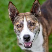 Тайсон ищет дом!!!, в Москве