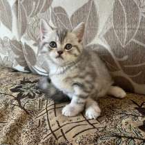 Британские котята, в Барнауле