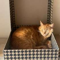 Умная кошка ищет хозяев, в Ростове-на-Дону