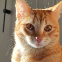 Котёнок Вишенка, в Королёве