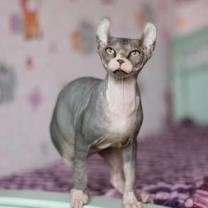 Позитивный малыш-Эльф, бамбино, канадский сфинкс, в г.Берлингтон