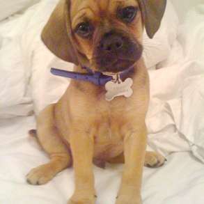 Уникальные щенки Пагальера, в г.Тирасполь