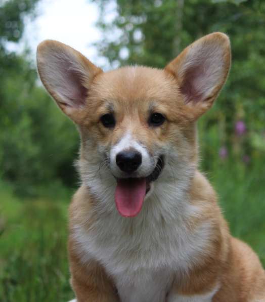 Щеночки Вельш корги пемброк в Москве фото 10