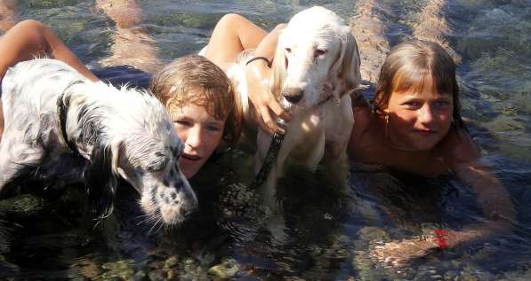 Английский сеттер щенки из элитного питомника в Москве фото 27