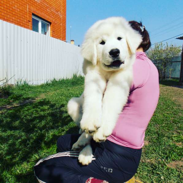 Щенки Мареммо-Абруцкая Овчарка в Краснодаре фото 21