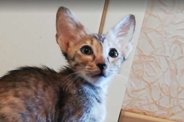 Ориентальная девочка в Волгограде фото 5