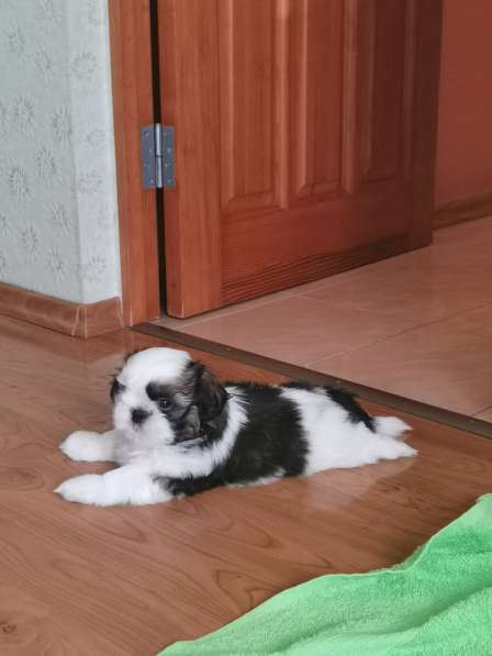 Щенок ши-тцу перспективный для шоу в Калининграде фото 9