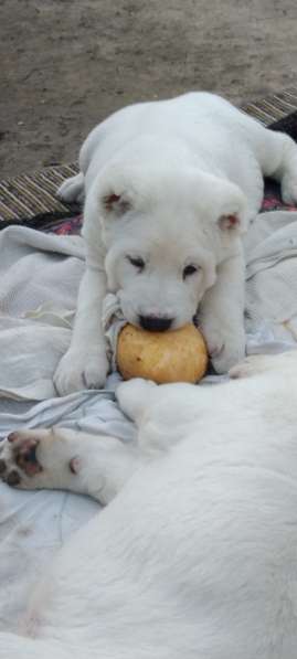 Продаются щенки алабаи от крупных родителей в фото 15