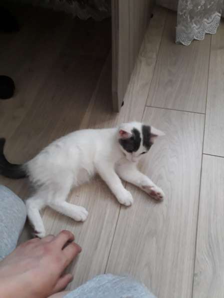 Спасение котят в Иркутске фото 4