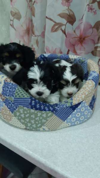 Биверята в Домодедове фото 5