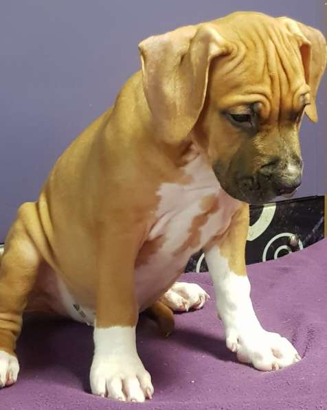 Стаффордширский терьер МАЛЬЧИК в Москве фото 9