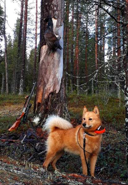 Щенки финского шпица / карело-финской лайки в Москве фото 9