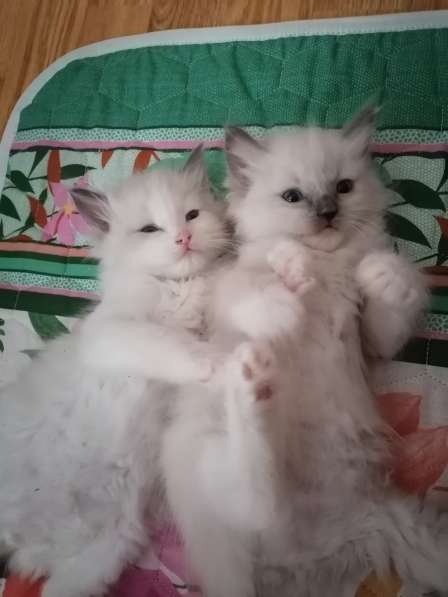 Котята Регдолл в Москве фото 29