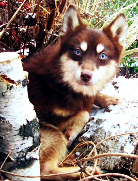Помски - прекрасная новая порода собак! в фото 11