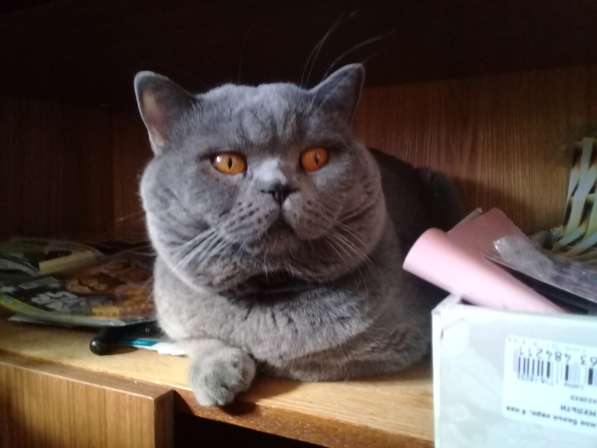 Вязка : Опытный Шотландский кот-Красавец.кот на вязку