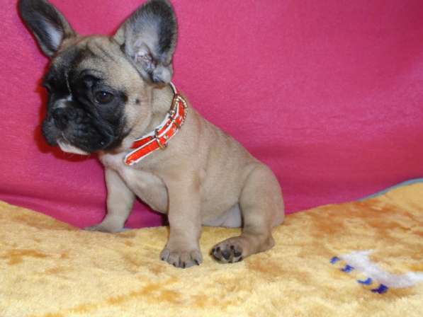 Французский бульдог высокопородные щенки в Люберцы фото 17