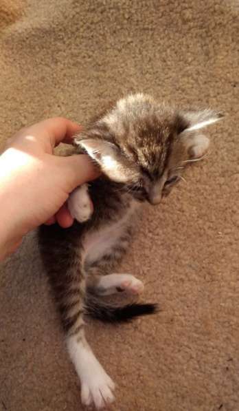 Элитная Бенгальские Снежный барс котятки в Санкт-Петербурге фото 62