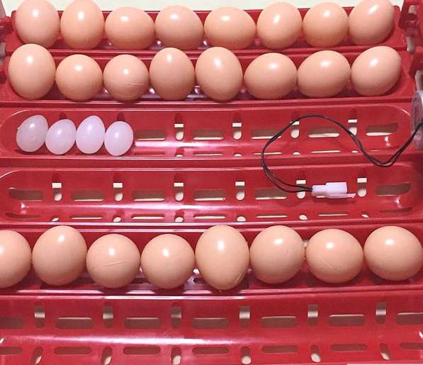 ✔ ✔ ✔ Лотки с переворотом для инкубатора на 40 гусиных яиц в Астрахани