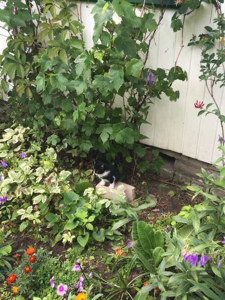 ОСТАЛАСЬ ОДНА, СРОЧНО НУЖЕН ДОМ в Твери фото 6